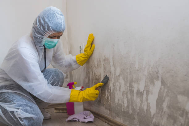Office Mold Removal Services in Tioga Terrace, NY