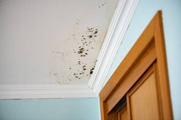 Best Mold Damage Repair  in Tioga Terrace, NY