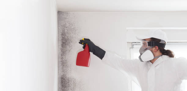 Best Emergency Mold Removal  in Tioga Terrace, NY