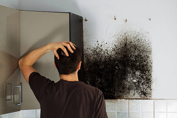 Best Mold Cleaning Services  in Tioga Terrace, NY