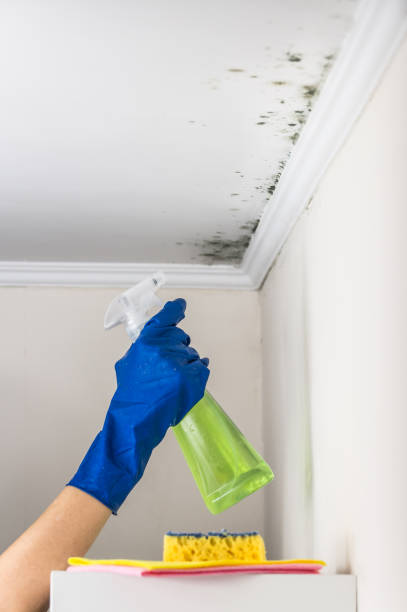 Best Office Mold Removal Services  in Tioga Terrace, NY